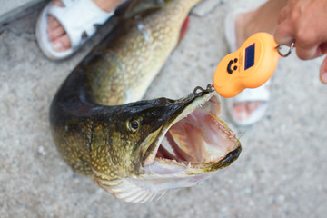 Weighing of the pike.