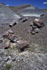 Petrified Forest