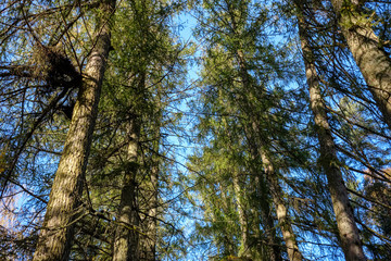 forest details in late autumn at countryside
