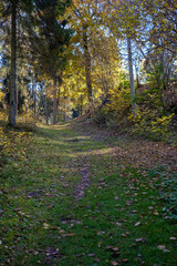empty country road in autumn covered in yellow leaves