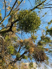 Beautiful lightning in trees in fall time