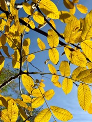 Beautiful lightning in trees in fall time