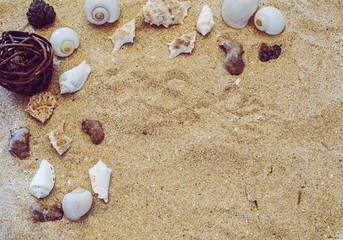 Various sea shells in beach sand