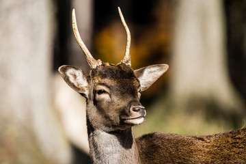 Hirschkuh Deer
