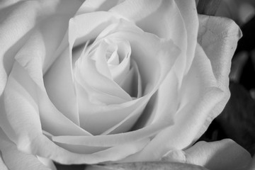 Fototapeta premium White rose