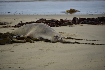 Seal Stranded on Beach