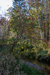 autumn colored trees and leaves in branches in park near body of water