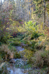 autumn colored trees and leaves in branches in park near body of water