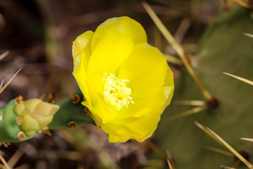 Detail eines Kaktus, Pflanze, Blüte, Natur 