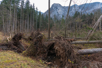 Forstschaden nach Sturm