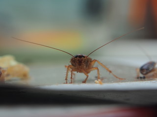 A cockroach stuck to the sticky paper. Domestic insect.