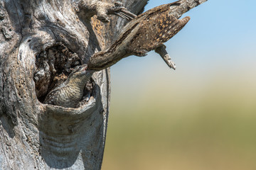 The wryneck (Jynx torquilla) is the only European representative of the genus Jynx. Here at the feeding of a young bird. Concept: animals or birds
