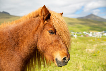 Icelandic Horse On A Summer Meadow, Mountain And Saksun Village On Background,
