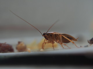 A cockroach stuck to the sticky paper. Domestic insect.