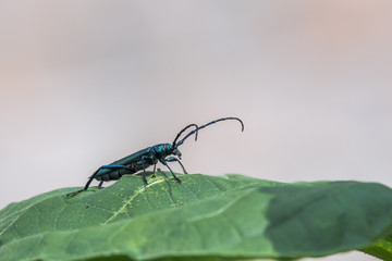The musk-hive (Aromia moschata) is a beetle species and belongs to the family of longhorn beetles....