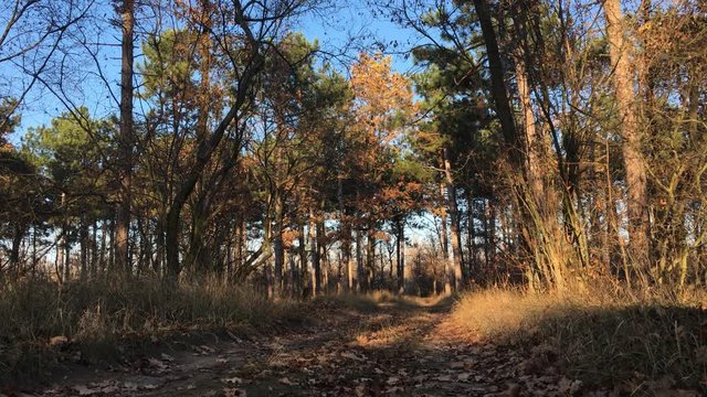 autumn in the forest