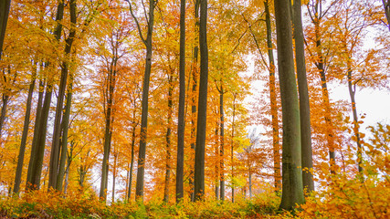 Foret d'automne
