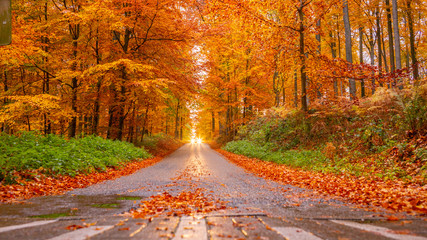 Foret d'automne