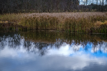 autumn colored trees and leaves in branches in park near body of water