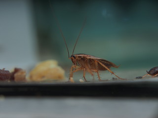 A cockroach stuck to the sticky paper. Domestic insect.