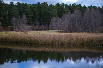 autumn colored trees and leaves in branches in park near body of water
