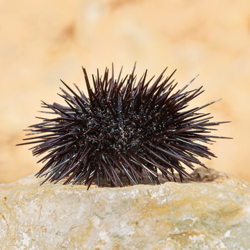 Sea urchin, Black Echinoidea, on a stone