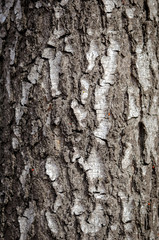 Naklejka premium texture