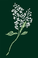 Vector drawing of a twig of white lilac
