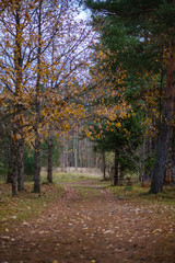 Naklejka premium lonely trees with last colored leaves in branches shortly before winter
