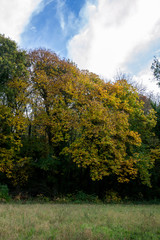 Champ et forêt