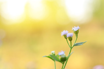 Cluster of light purple flowers or grass flower close up with nature blur background.