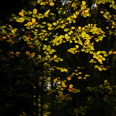 Beautiful vibrant Autumn Fall trees in Fall color in New Forest in England with stunning sunlight making colors pop against dark background