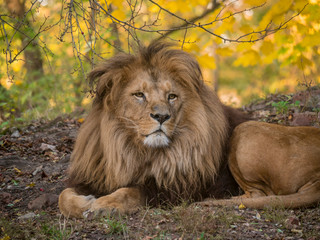 Lion looking peaceful portrait