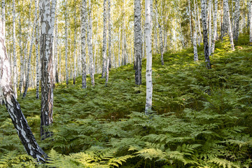 Obraz premium fern grows in birch grove