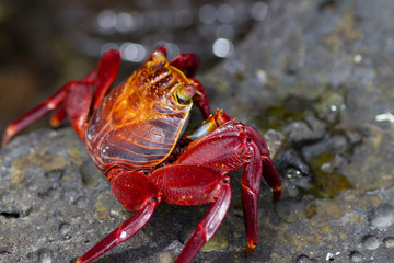 Red sally crab