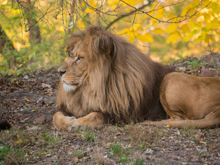 Lion looking peaceful portrait