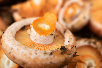 cut mushrooms folded in a pile on the mushrooms remnants of mud