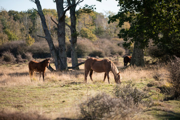 Beautiful portrait of New Forest pony in Autumn woodland landscape with vibrant Fall color all around