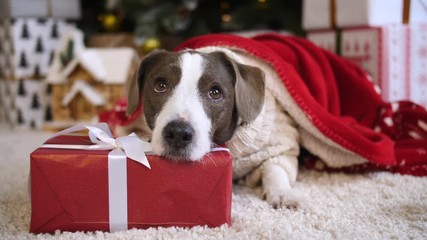 Dog Lying Under Christmas Tree With Gifts. Winter Holiday Celebration Concept. - Powered by Adobe