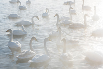 Obraz premium Beautiful white whooping swans swimming in the nonfreezing winter lake. The place of wintering of swans, Altay, Siberia, Russia.
