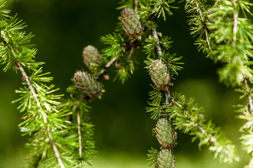 Evergreen pine tree branch with fresh green buds. Shallow depth of field - blurred green background.