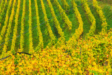 Picturesque autumnal view on rows of colourful vineyards in Novacella, Varna in South Tyrol. Foliage on the trees in forest and mountain scenery in winemaking region of Northern Italy, Europe.