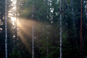 Sonnenstrahlen scheinen durch dichten, dunklen Wald