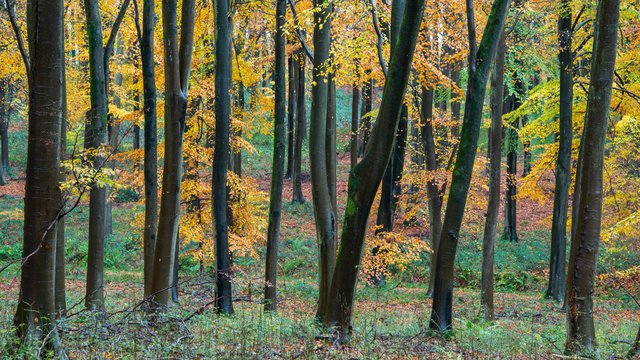 Fototapeta Autumn Blackwood forest background
