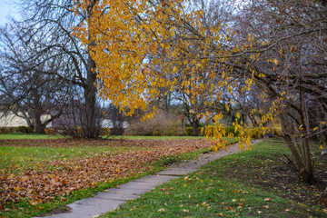 lonely trees with last colored leaves in branches shortly before winter