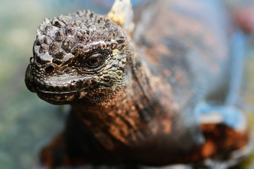 marine iguana
