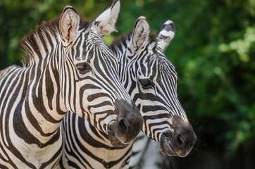 Fototapeta na wymiar portrait of zebras