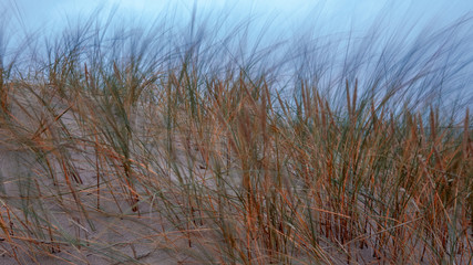 dry grass bents in sand on the beach