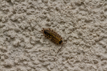 Insekten