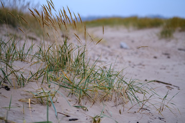dry grass bents in sand on the beach